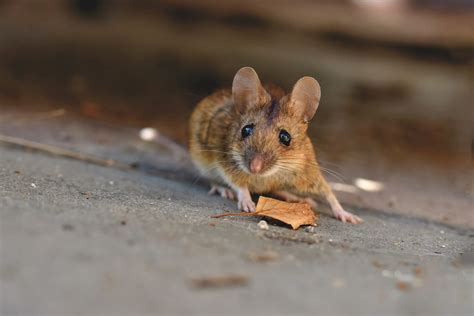 Top 8 Common Rodents In Northeastern Pa The Pest Rangers
