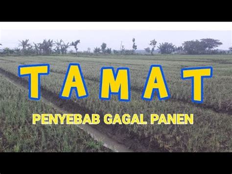 Penyebab Gagal Panen Musim Ini Youtube