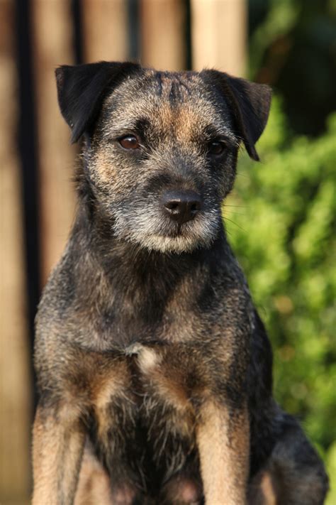 Get To Know The Border Terrier A Breed Thats Borderline Perfect