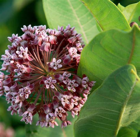 It is home to the st. Minnesota Wild Flowers - St. Paul Real Estate Blog