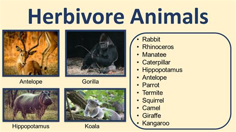 List Of Herbivore Animals Names Pictures Grammarvocab