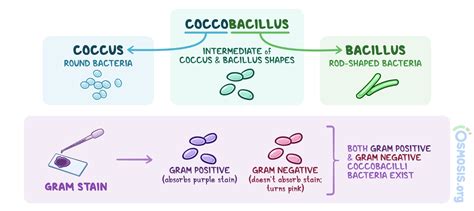 Coccobacilli What Are They Treatment And More Osmosis