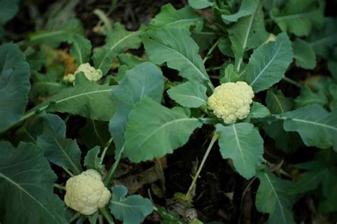 How To Grow Cauliflower In The Usa Soil Propagation Planting Care