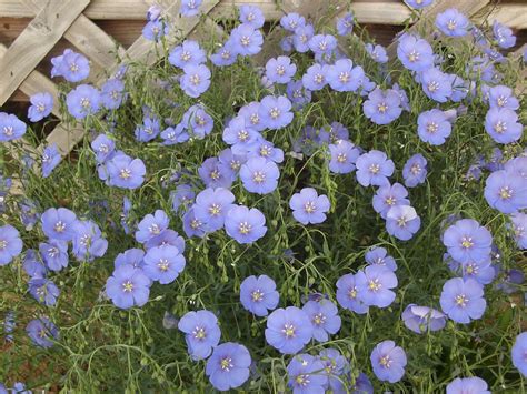Blue Flowers Perennial