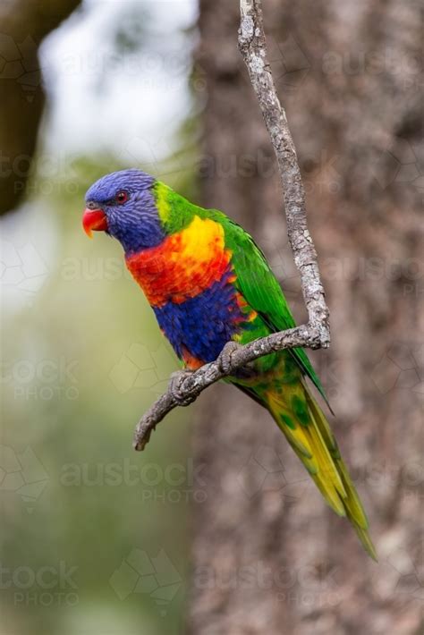 Image Of Rainbow Lorikeet On Tree Branch Austockphoto