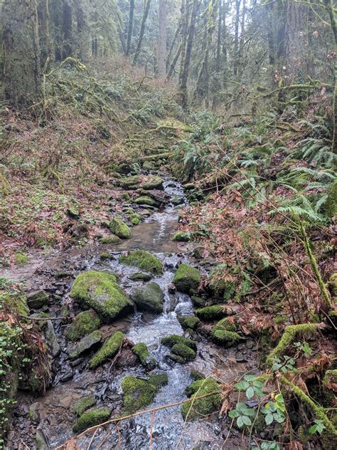 Hike 252 Of 52 Hikes In 2019 Tryon Creek State Natural Area Portland