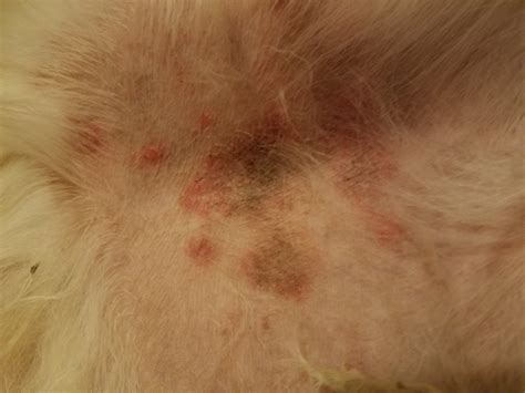 What Causes Red Rash On Dogs Belly At Harold Carter Blog