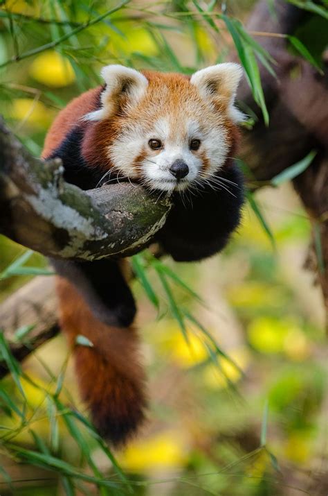 Hd Wallpaper Red Panda On Tree Branch Animal Cute Wildlife Zoo
