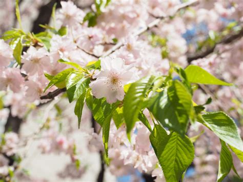 Cherry Blossom Tree Leaves