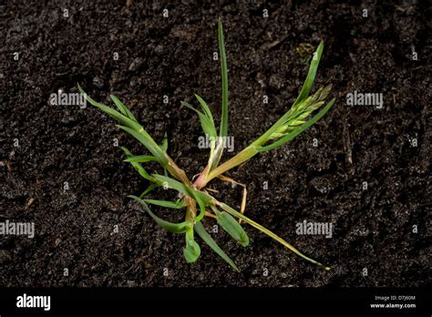Annual Grass Bluegrass Poa Annua Hi Res Stock Photography And Images