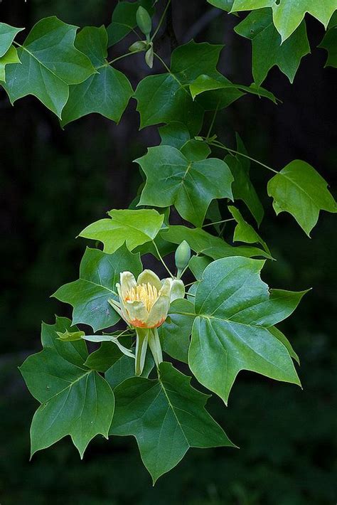 Dozens of beautiful trees and shrubs are. 11 best Alabama Native Plants - Trees images on Pinterest ...