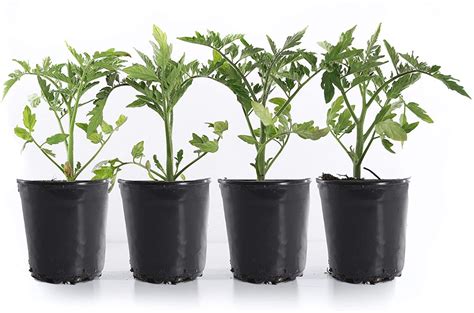 Plants By Post Bush Early Girl Sweet Tomato Plant Pack Where To Buy