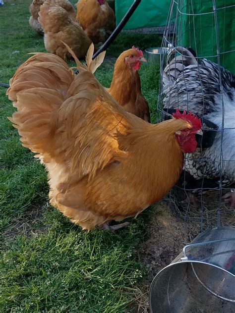 One time years ago at our hamilton county fair the poultry judge was asked to describe the correct plumage color for this variety. 8 English Buff Orpington Chicks St Run (Auction ID: 151986 ...