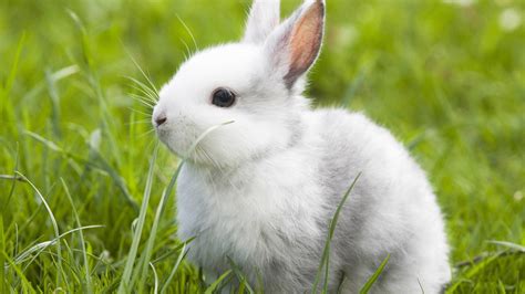 Download Rabbit Wallpaper Cute White Hd Desktop Wide Image By