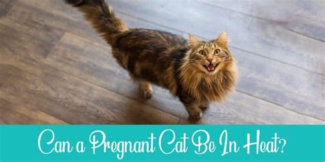 Pregnant Cat Calling As If In Heat Explained Raise A Cat