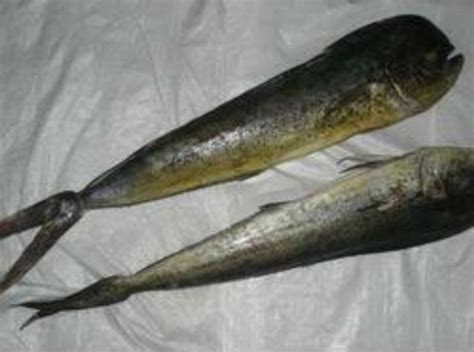 Mahi Mahi Fish At Best Price In Veraval Gujarat Jamadar Exports