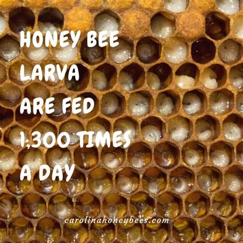 20 Amazing Facts About The Honey Bee Carolina Honeybees