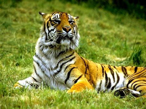Тигр Дикие Животные Бенгальский Тигр картинка на рабочий стол 🔥