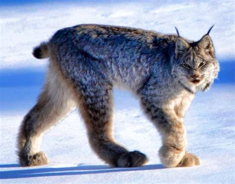 Canadian Snow Lynx Canada Lynx Wild Cats Arctic Animals