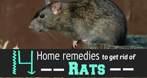 14 Effective Home Remedies To Get Rid Of Rats Getting Rid Of Rats