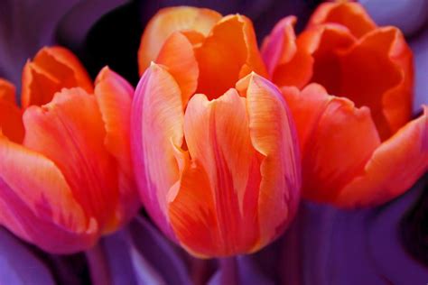 Tulips In Orange And Purple Photograph By Jennie Marie Schell
