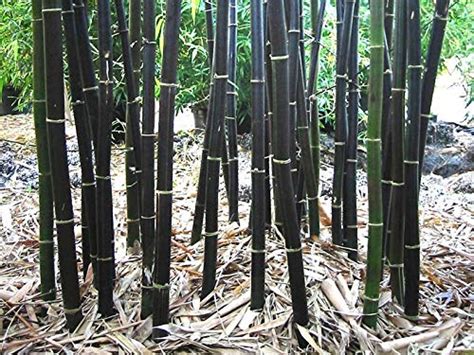 Rare Black Bamboo Seeds For Planting 50 Seeds Grow Black Bamboo