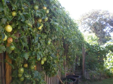 Passion Fruit Vine Zone 9b Gardening Pinterest Edible Garden And