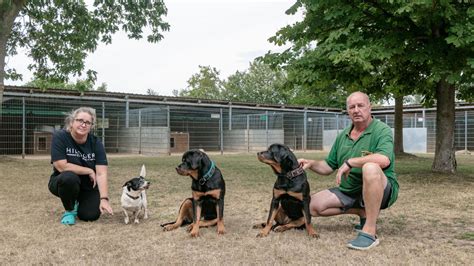 Schwer Vermittelbare Hunde Corona Sorgt Für Vollere Tierheime