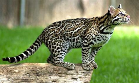 Ocelot