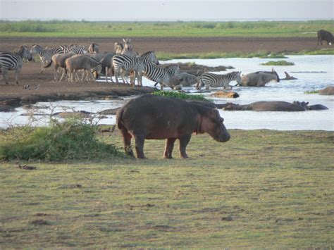 4 Days Nairobi And Amboseli Safari Samsons Safaris