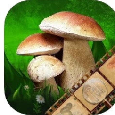 7 Best Mushrooms Identification Apps For Android And Ios Free Apps For