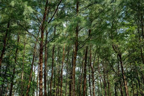 Bosque De Pinos En El Parque Nacional De Laem Son Ranong Tailandia