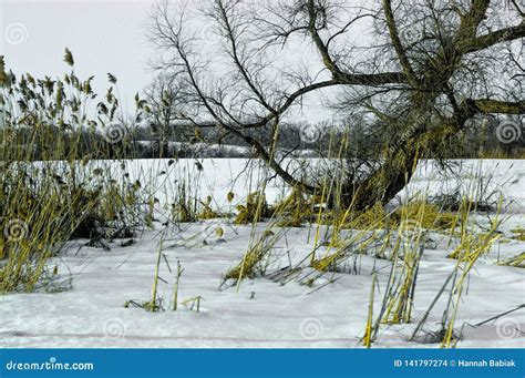 Dead Grasses And A Tree In Winter Snow Stock Photo Image Of Snowing
