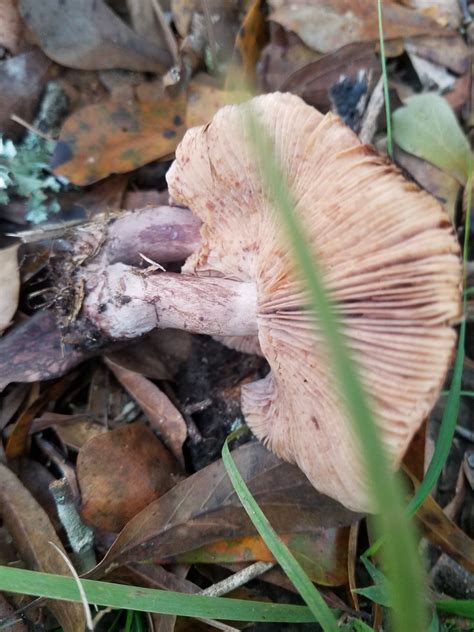Id Help If You Please Identifying Mushrooms Wild