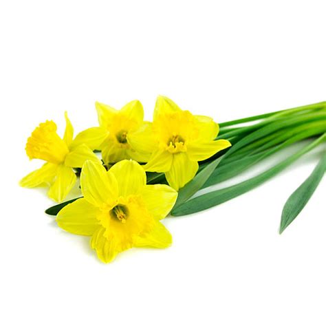 Yellow Daffodil Against White Background Stock Photos Pictures