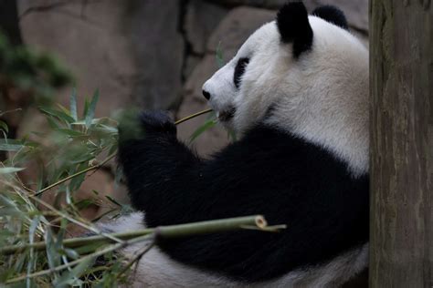 Panda Updates Monday December 11 Zoo Atlanta