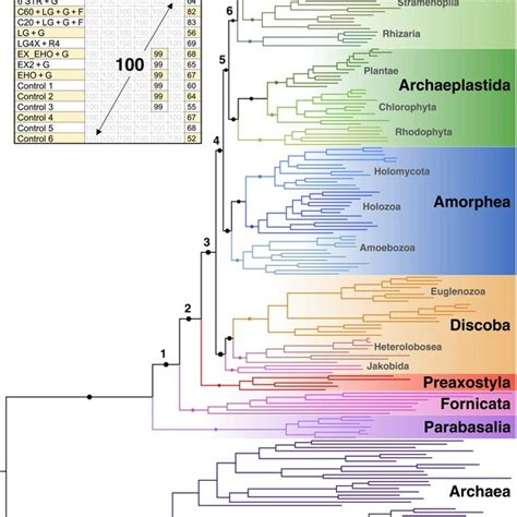 A Rooted Phylogeny Of Eukaryotes Based On Eukaryotic Proteins Of