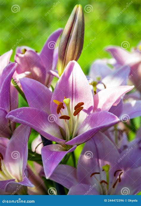 Beautiful Pink Lilies Are Popular Among Profusely Blooming Bulbous