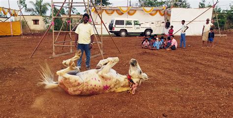 Healing Beautiful Bullocks And Ponies At The Chinchali Fair Animal Rahat