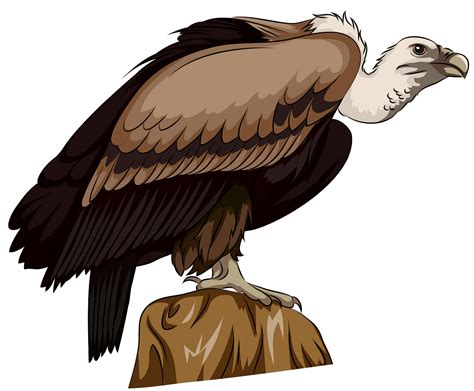 Free Vulture Cliparts, Download Free Vulture Cliparts png images, Free ClipArts on Clipart Library