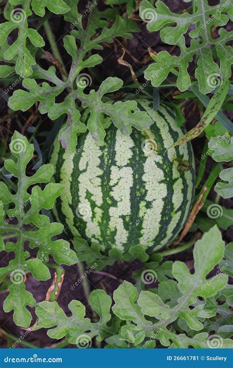 Watermelon Growing In The Garden Laying On The Ground Stock Image