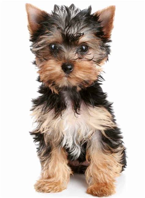 Yorkshire Terrier Puppies Everything You Need To Know The Dog People