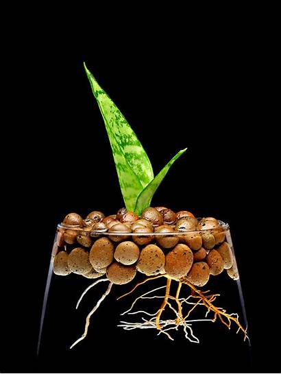 Still Creative Plant Idea Designs Project Photographic