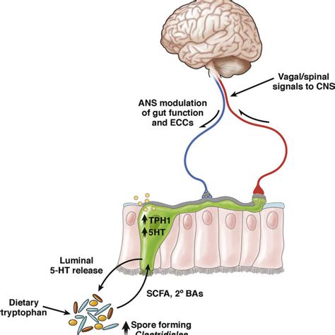 Pdf The Brain Gut Microbiome Axis