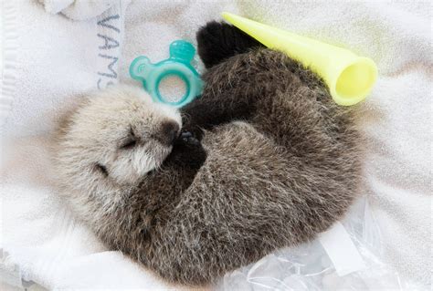 Baby Otter Cam For Rescued Sea Otter Pup At Vancouver Aquarium Photos