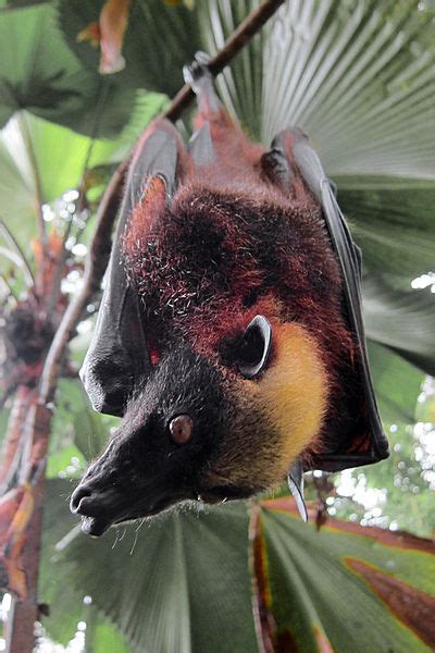 Twitterati was shocked to see the picture. World's Biggest Bat: Giant Golden-Crowned Flying Fox ...
