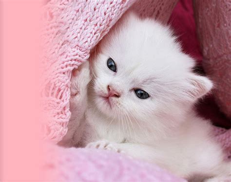 Pink Kitten Wallpaper Cute Cat Images Petswall