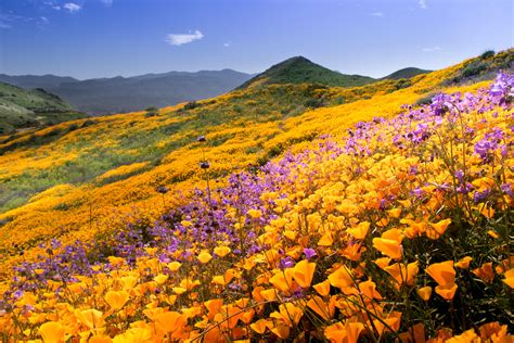 Wildflowers Blooming On The Side Of A Hill In Californias Mountains
