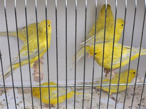 Colour Canaries For Sale Birdtrader