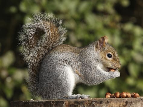 Tree Squirrels Facts And Behavior Information